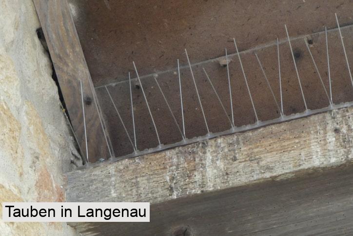 Tauben in Langenau